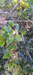 Ilex aquifolium