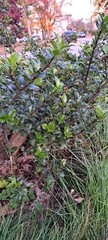 Ilex aquifolium