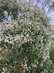 Baccharis angustifolia