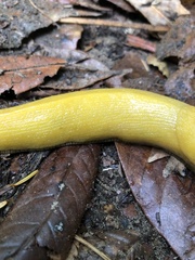 Ariolimax dolichophallus