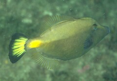 Meuschenia flavolineata