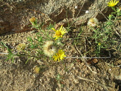 Heterotheca stenophylla