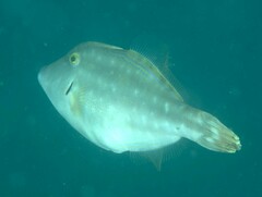 Meuschenia trachylepis