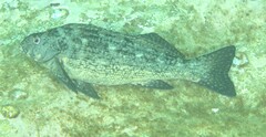 Aplodactylus lophodon