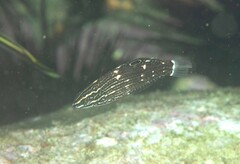 Halichoeres marginatus