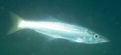 Dinolestes lewini