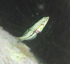 Halichoeres nebulosus