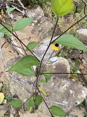 Rudbeckia triloba