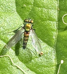 Condylostylus longicornis