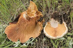 Lactarius barrowsii