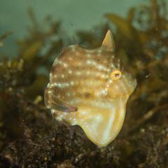 Brachaluteres jacksonianus