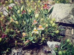 Alstroemeria graminea