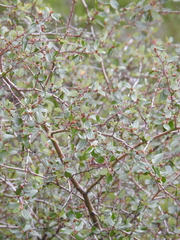 Ceanothus oliganthus sorediatus