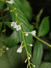 Chiococca alba