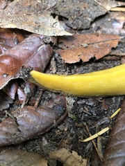 Ariolimax dolichophallus