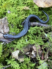 Plethodon hoffmani