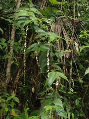 Chiococca alba