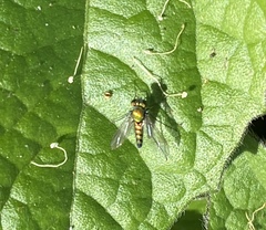 Condylostylus longicornis