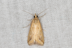 Achyra massalis