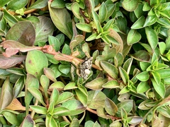 Paratettix mexicanus