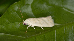 Earias paralella