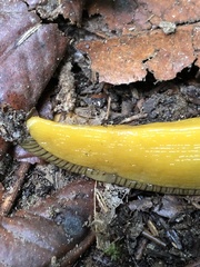 Ariolimax dolichophallus