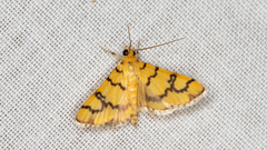 Glycythyma leonina