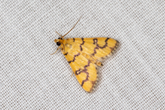 Glycythyma leonina