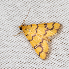 Glycythyma leonina