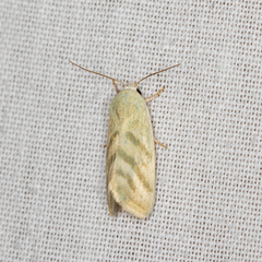 Earias paralella
