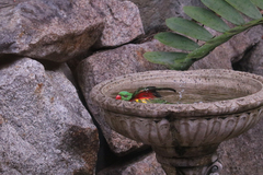 Trichoglossus chlorolepidotus