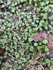 Dichondra carolinensis