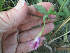 Ipomoea lindheimeri