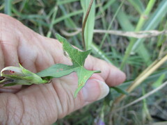Ipomoea lindheimeri