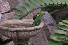 Trichoglossus chlorolepidotus