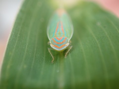 Linnavuoriella arcuata