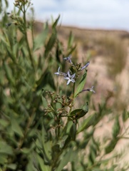 Amsonia jonesii