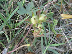 Ipomoea lindheimeri