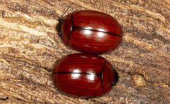 Paropsisterna rufobrunnea