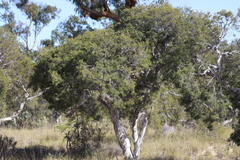 Melaleuca tamariscina
