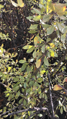 Coprosma foetidissima