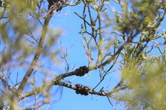 Melaleuca tamariscina