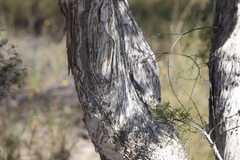 Melaleuca tamariscina