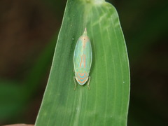 Linnavuoriella arcuata