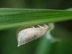 Mimophantia maritima