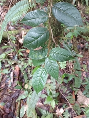Hirtella rugosa