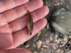 Etheostoma caeruleum