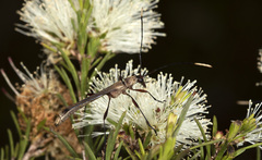 Enchoptera apicalis