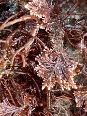 Corallina officinalis