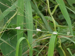 Mimophantia maritima